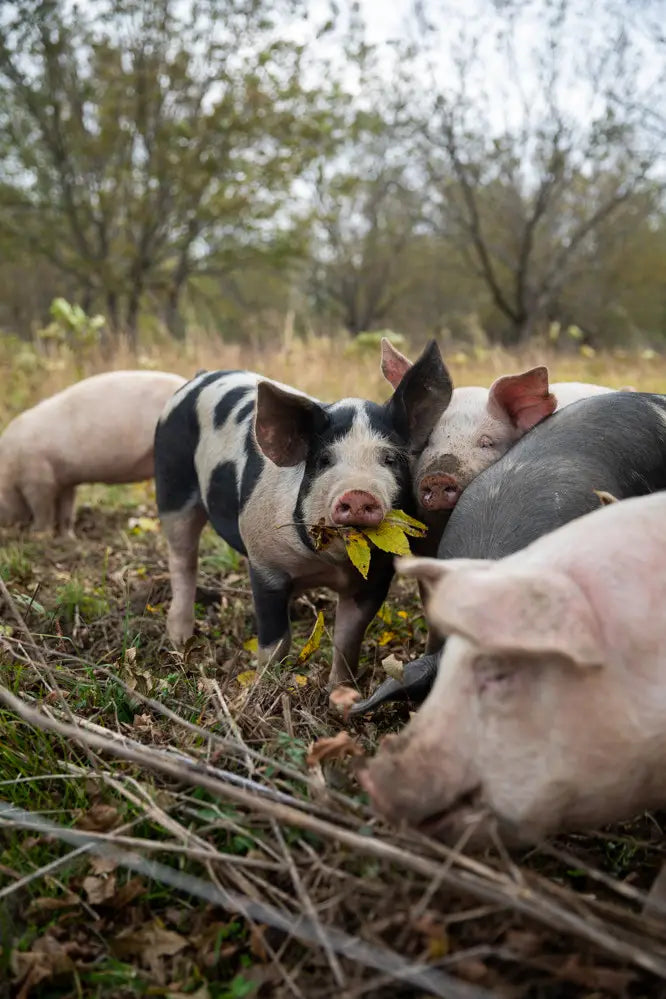 What's So Special About Our Pigs?